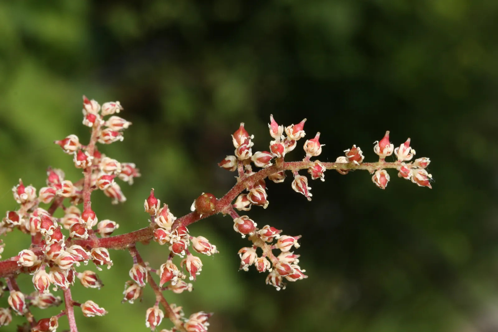 Solomon's Plume (Smilacina Racemosa) — feathery backdrop to other shade-loving perennials; from late spring to early summer, it graces gardens with, image 59