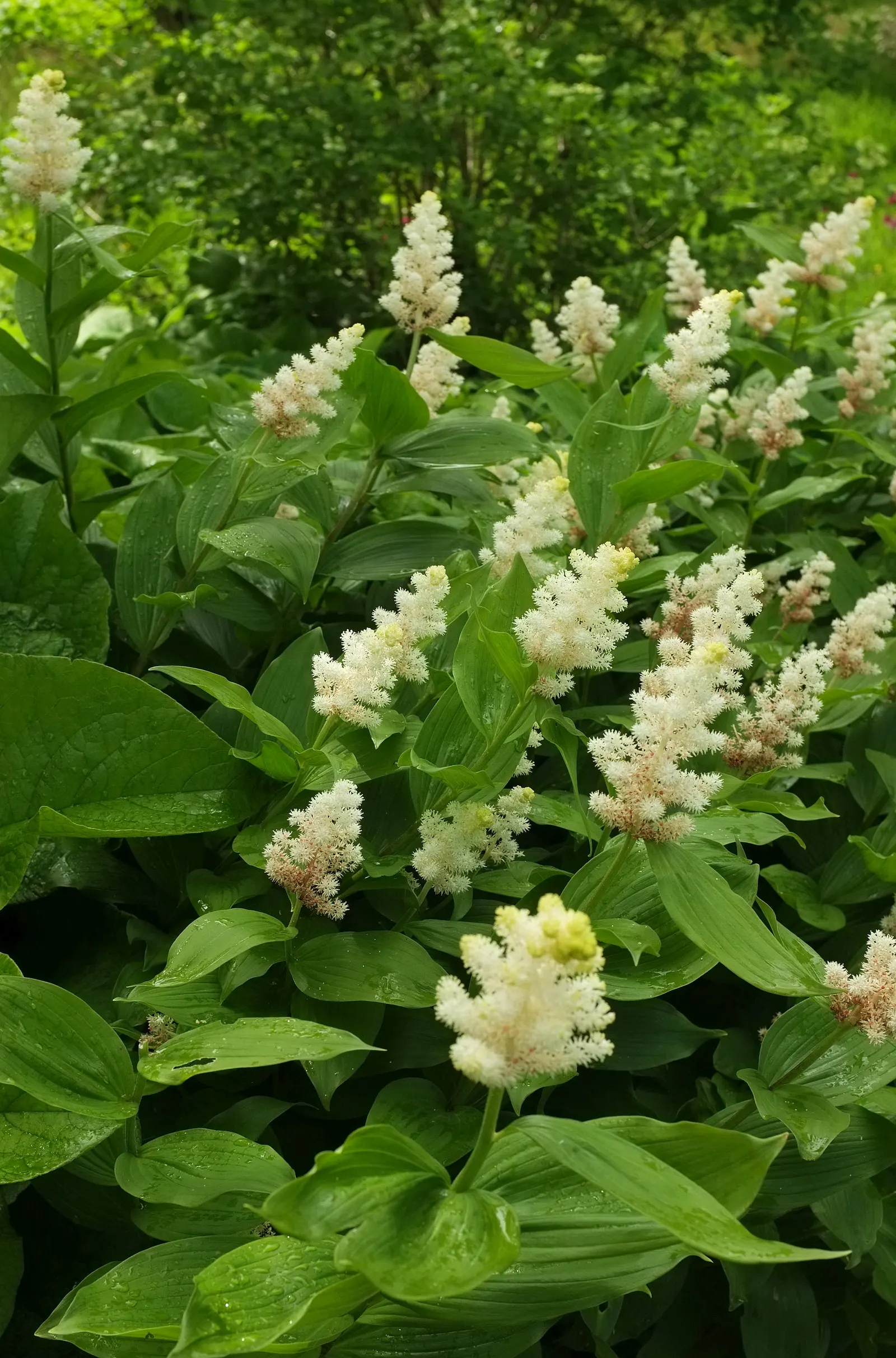 Solomon's Plume (Smilacina Racemosa) — Regular watering promotes optimal growth, especially during prolonged dry spells; forming feathery plumes of 4 to 6