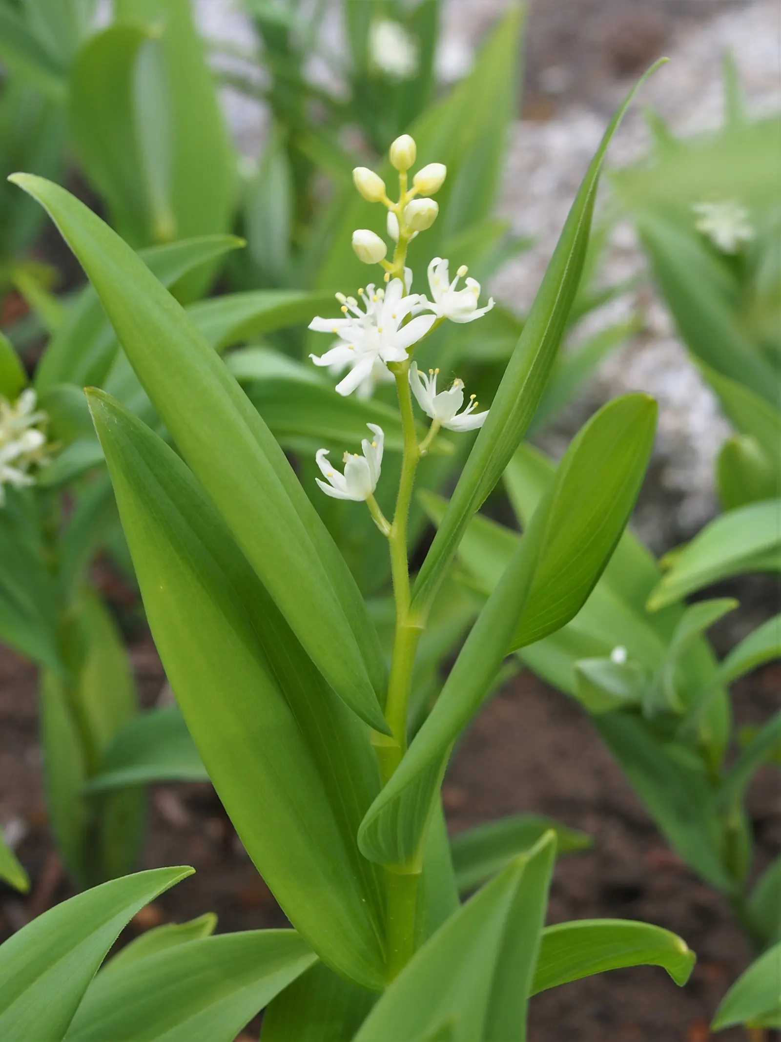 Solomon's Plume (Smilacina Racemosa) — only needing a light layer of mulch for moisture retention and winter protection; it adds a delicate texture, image 69