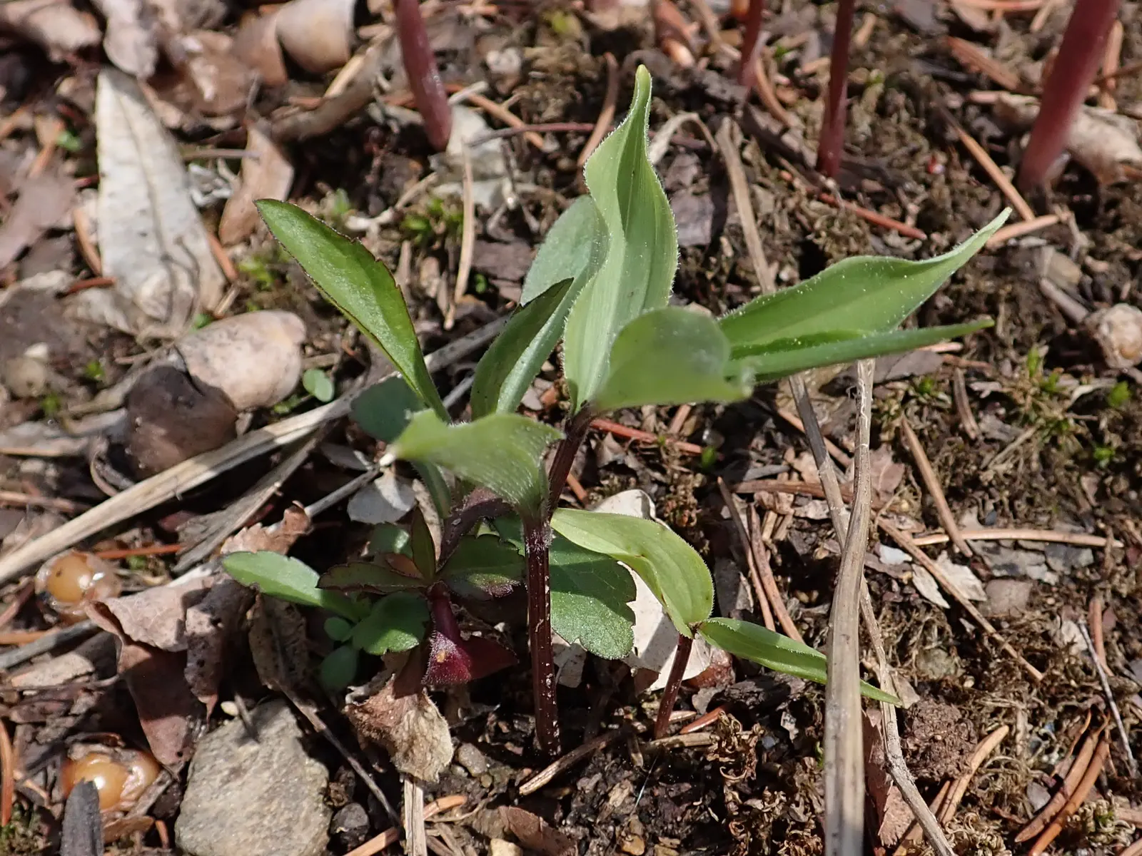 Solomon's Plume (Smilacina Racemosa) — Regular watering promotes optimal growth, especially during prolonged dry spells