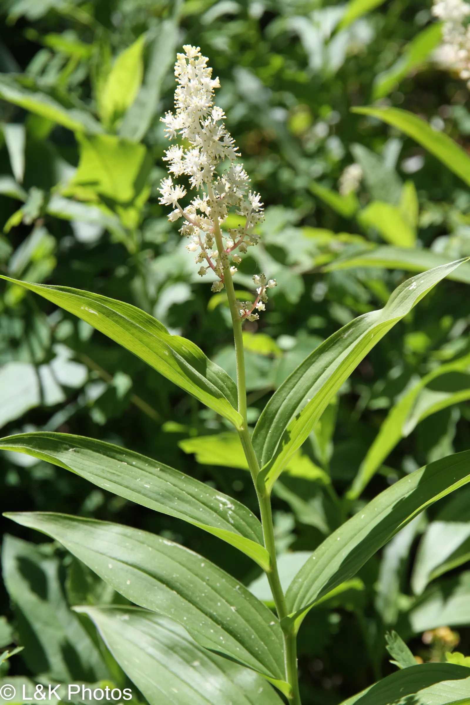 Solomon's Plume (Smilacina Racemosa) — only needing a light layer of mulch for moisture retention and winter protection; it adds a delicate texture to shaded