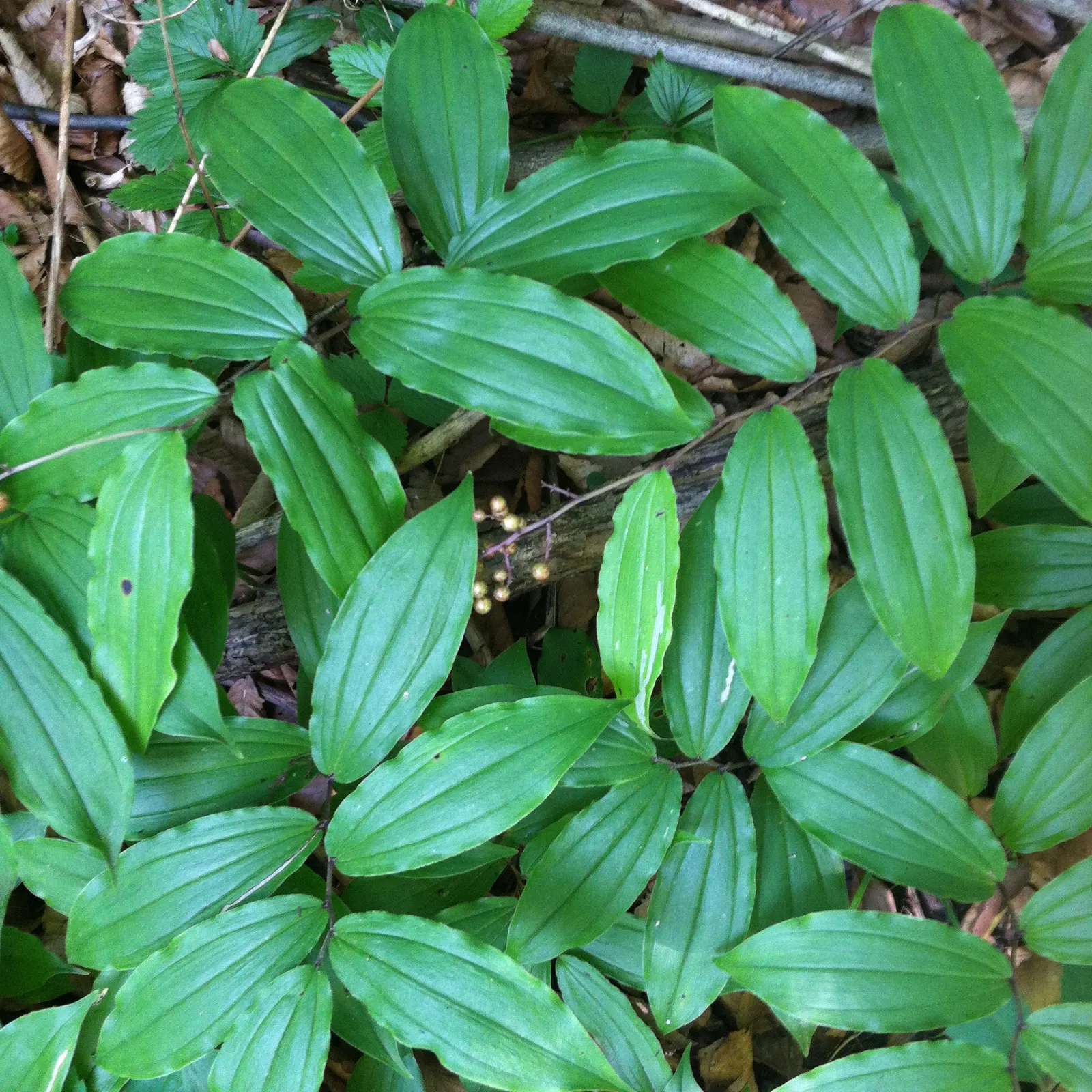 Solomon's Plume (Smilacina Racemosa) — A shade lover, it thrives in moist, well-drained soil, gradually forming lush colonies
