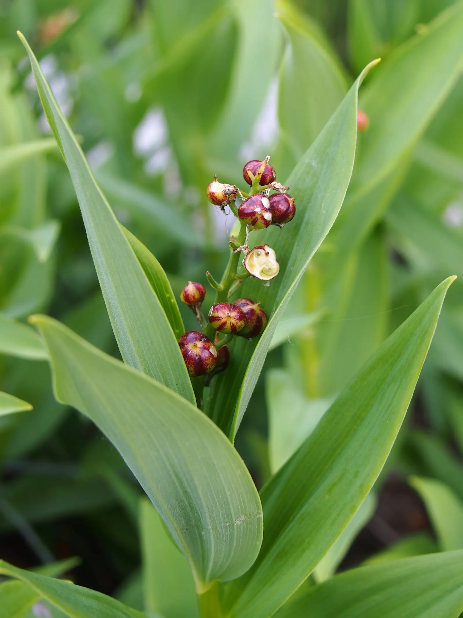 Solomon's Plume (Smilacina Racemosa) — only needing a light layer of mulch for moisture retention and winter protection; it adds a delicate texture, image 94