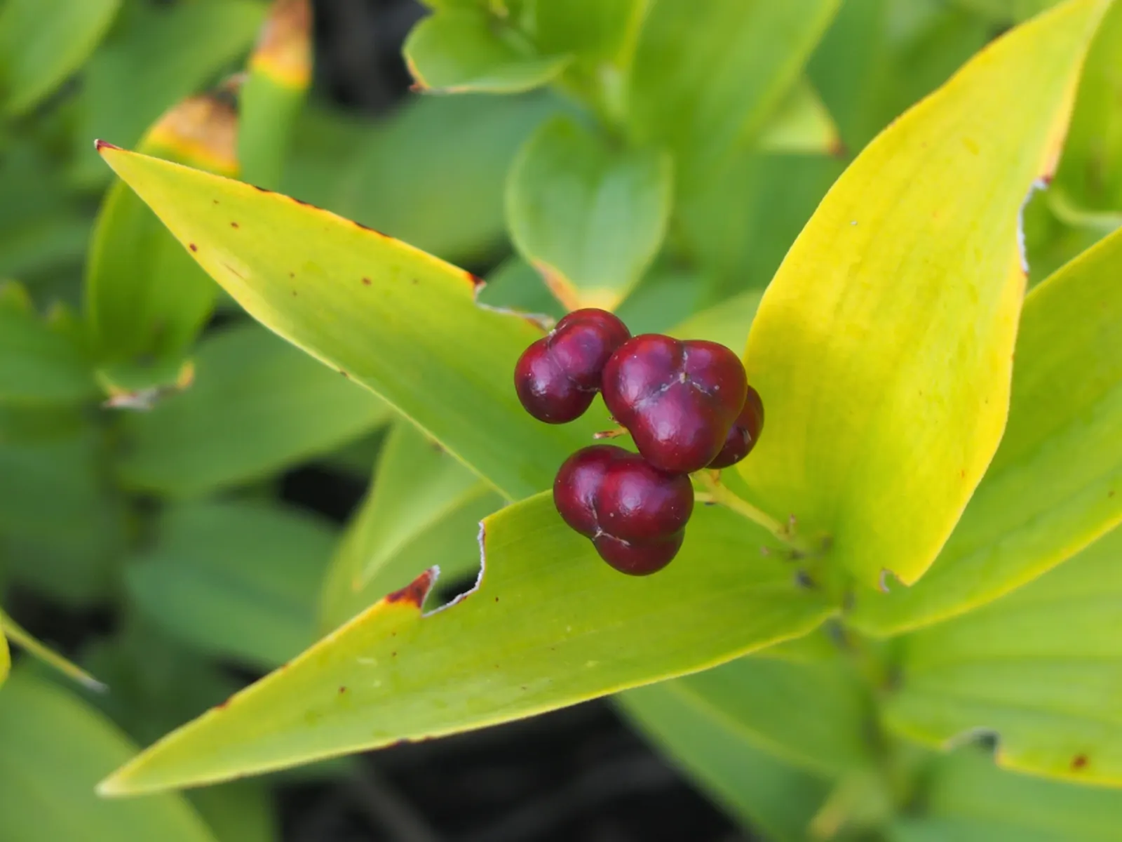 Solomon's Plume (Smilacina Racemosa) — Ideal for woodland settings; ground cover / perennial for full or half or shade, image 104