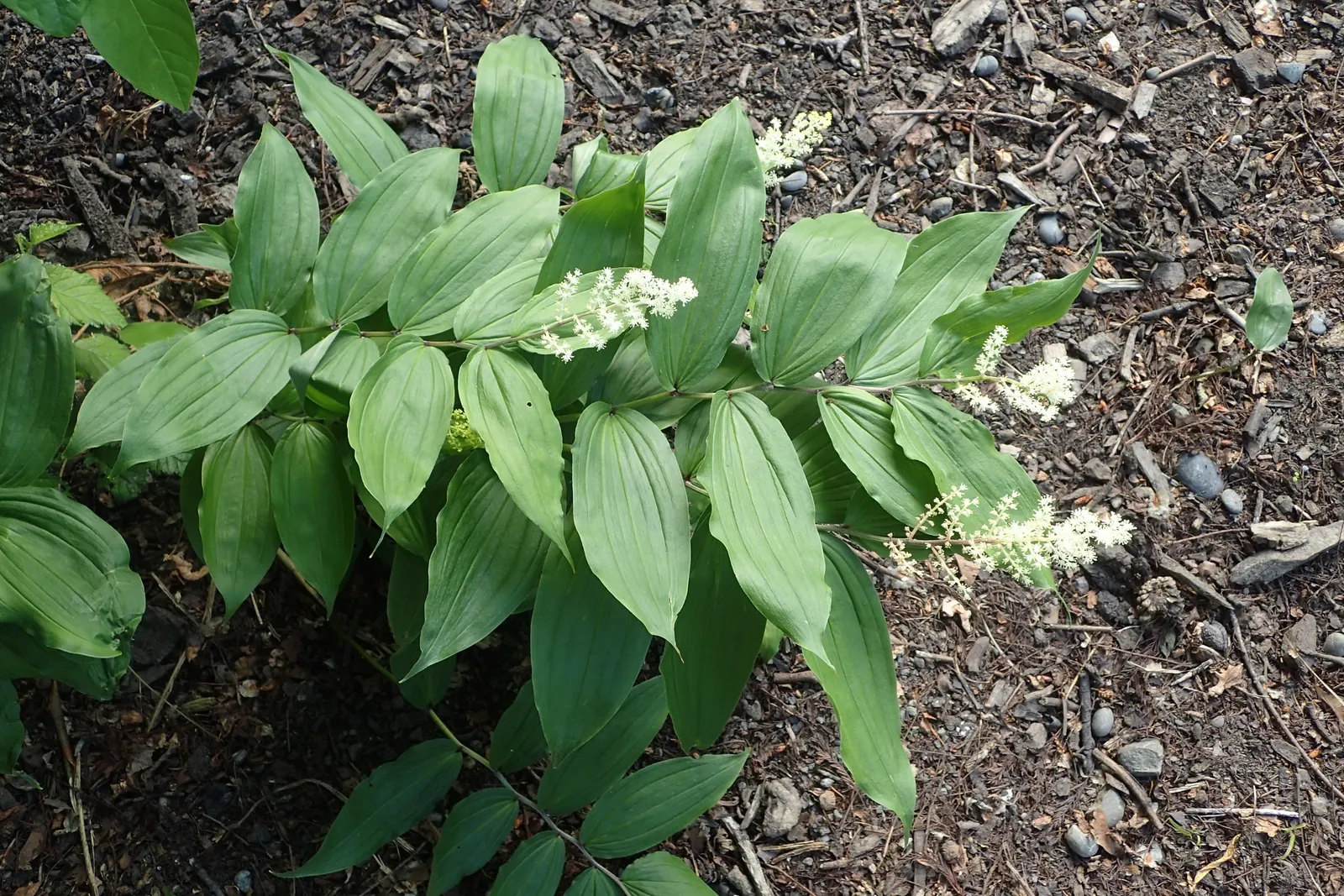 Solomon's Plume (Smilacina Racemosa) — Ideal for woodland settings; ground cover / perennial for full or half or shade, image 54