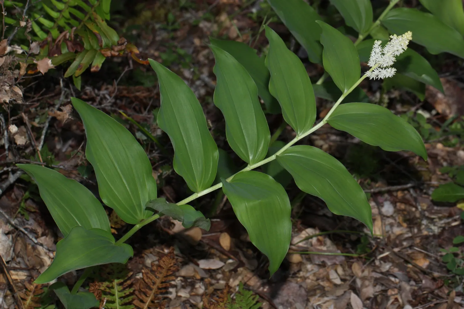 Solomon's Plume (Smilacina Racemosa) — pointed leaves that can reach 3 to 6 inches in length; post-bloom, brilliant red berries adorn the plant, image 58
