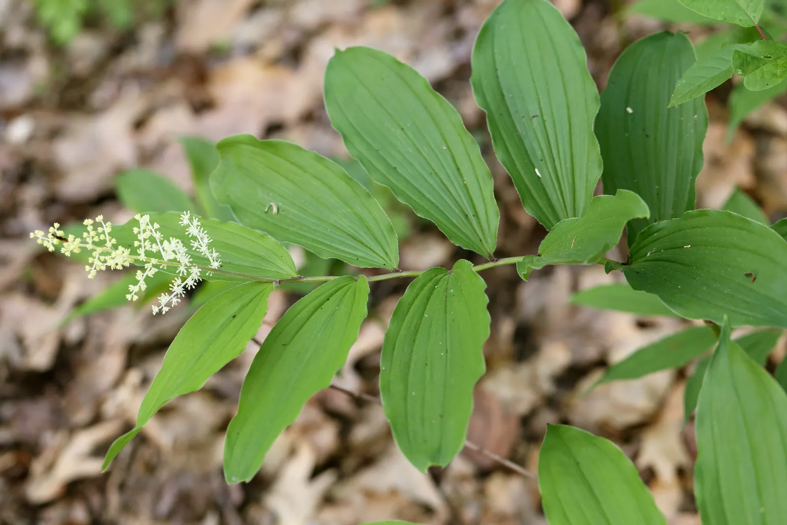 Solomon's Plume (Smilacina Racemosa) — Post-bloom, brilliant red berries adorn the plant, attracting wildlife