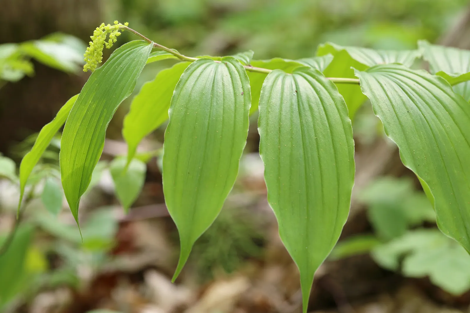 Solomon's Plume (Smilacina Racemosa) — Regular watering promotes optimal growth, especially during prolonged dry spells; forming feathery plumes of, image 70