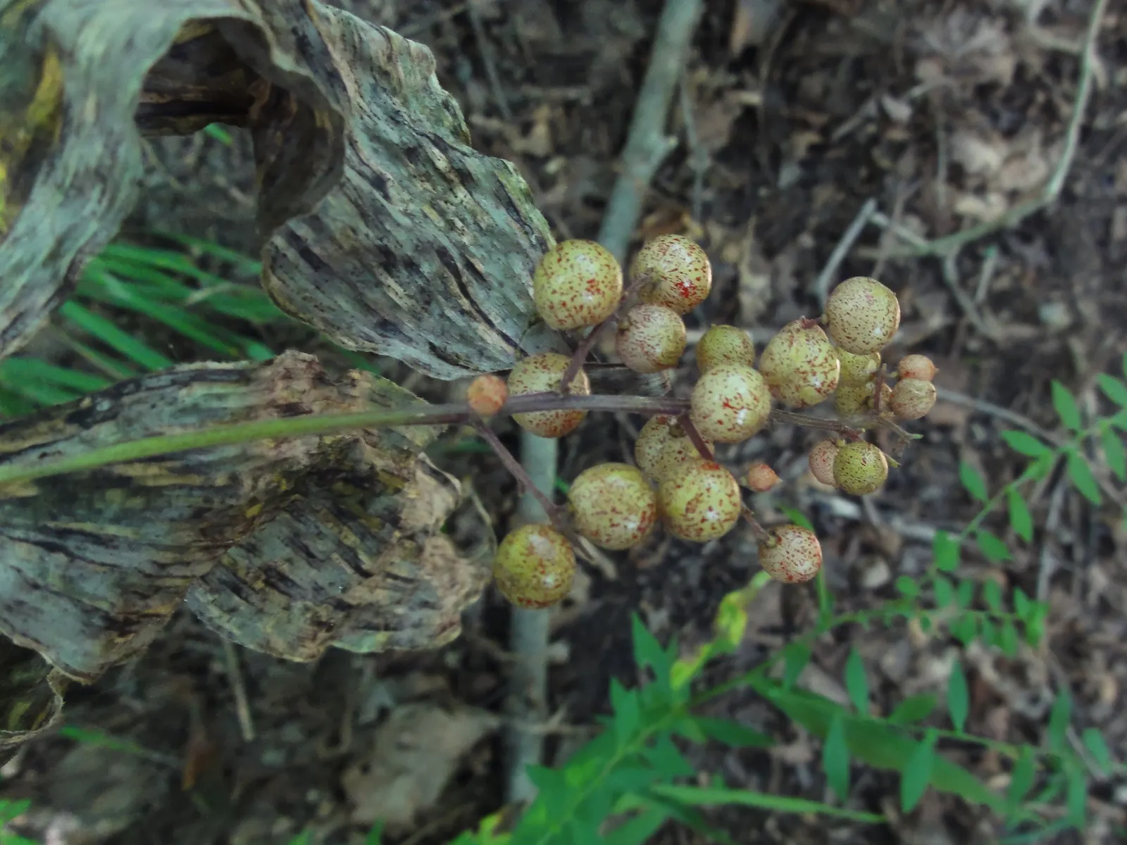 Solomon's Plume (Smilacina Racemosa) — From late spring to early summer, it graces gardens with creamy-white, fragrant flowers; as a, image 85