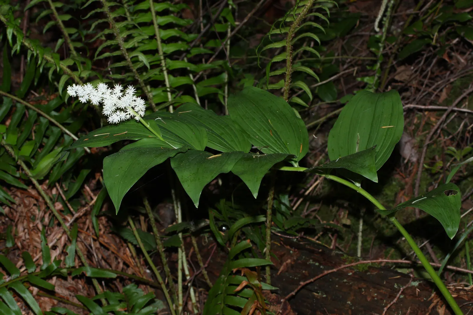 Solomon's Plume (Smilacina Racemosa) — white flowers in the garden; pointed leaves that can reach 3 to 6 inches in length