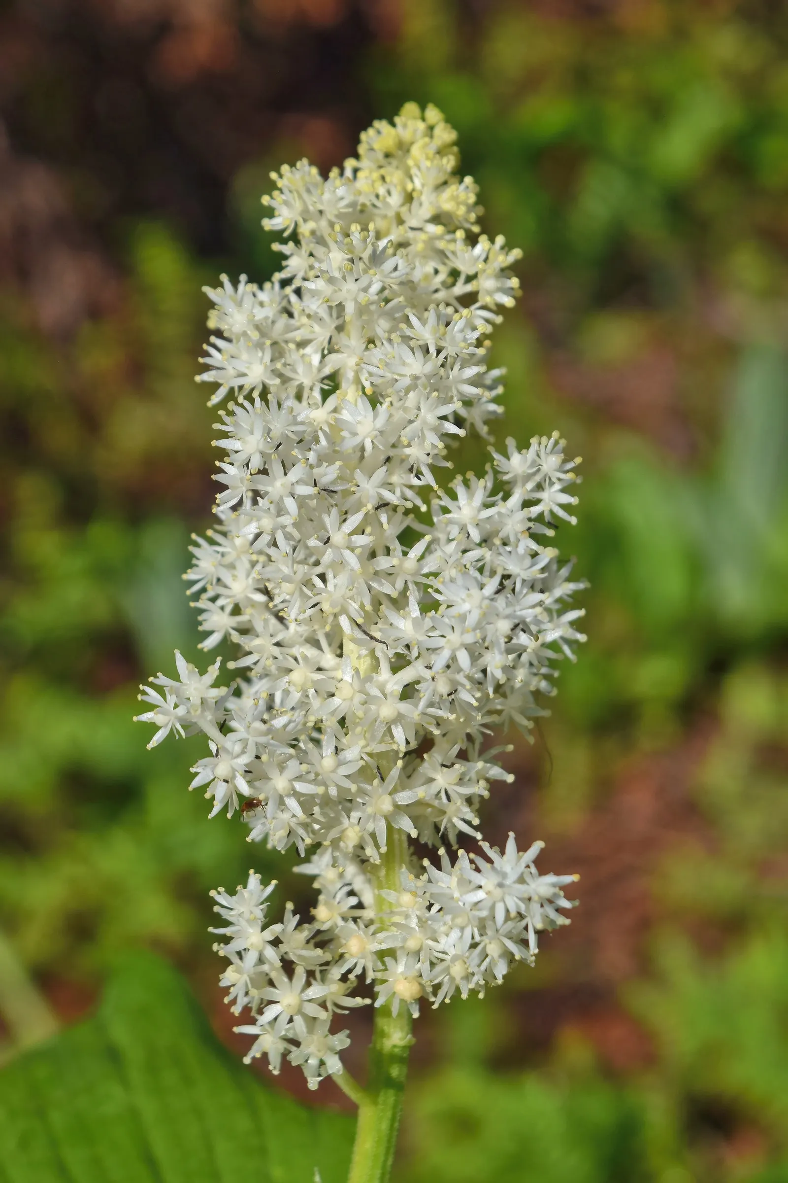 Solomon's Plume (Smilacina Racemosa) — ground cover / perennial with white blooms; while its flowers give way to pea-sized berries that turn from green to ruby