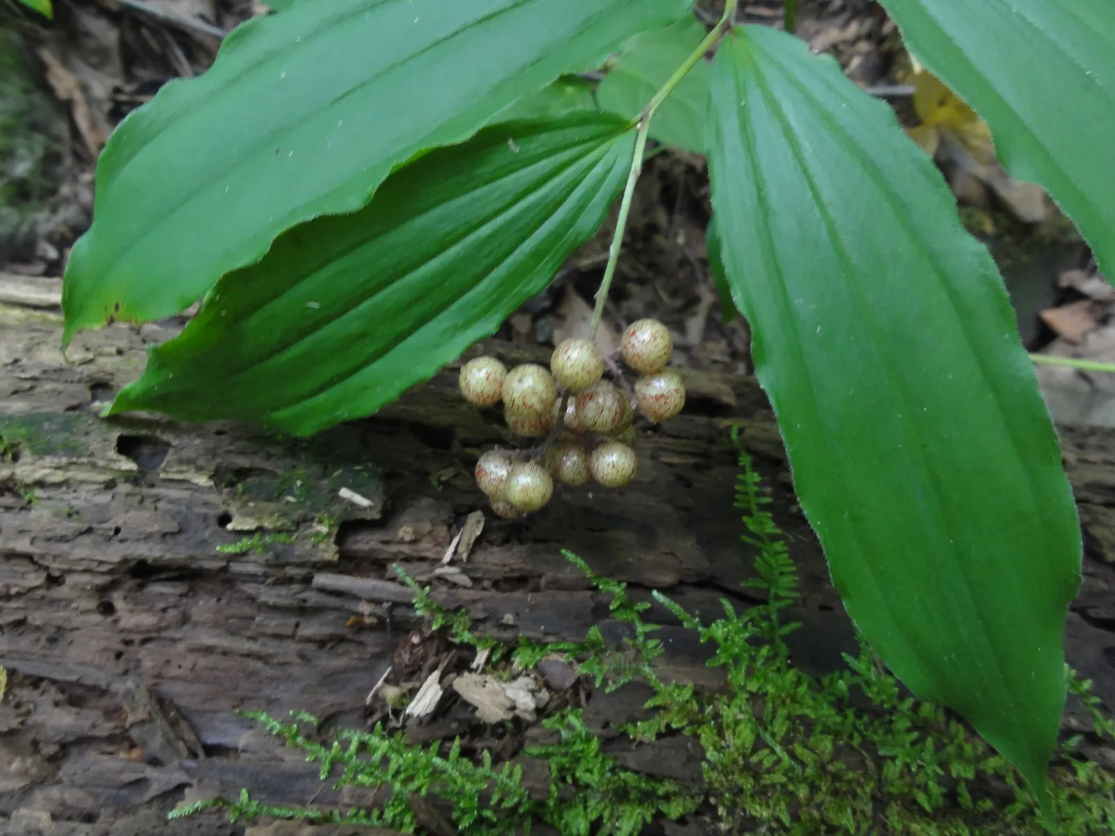 Solomon's Plume (Smilacina Racemosa) — airy texture to the planting scheme.<br><br>As autumn arrives, image 38