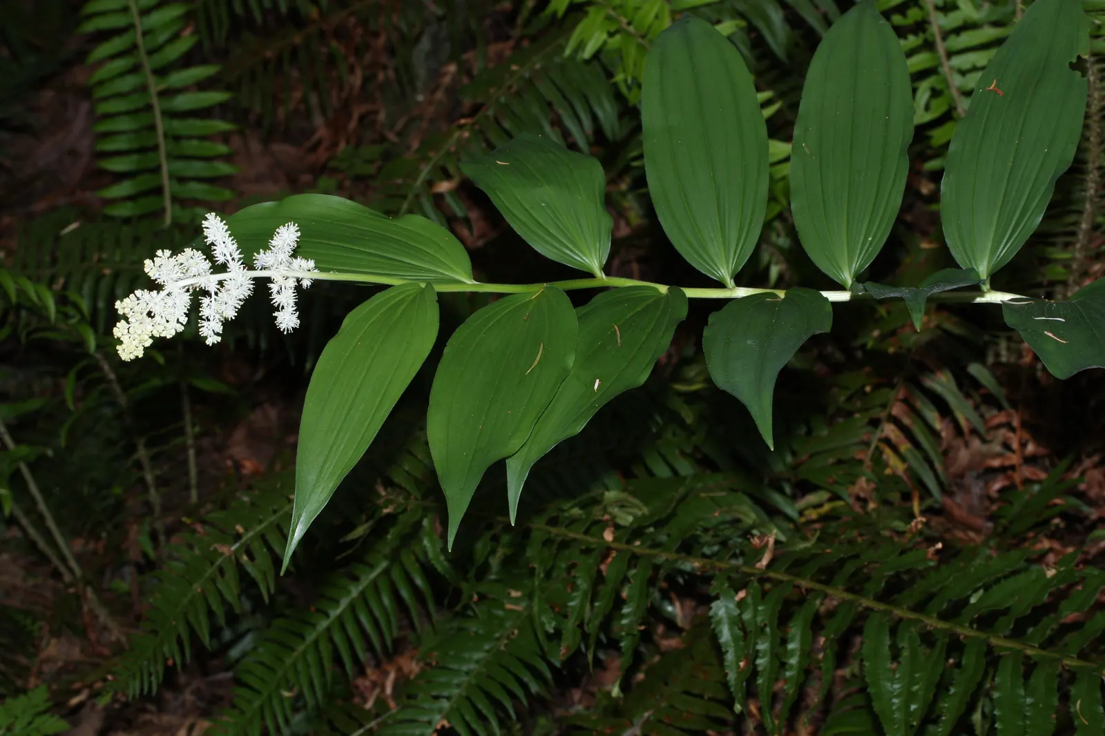 Solomon's Plume (Smilacina Racemosa) — especially when planted en masse for a serene; arched stems reaching up to 3 feet with dense racemes of, image 72