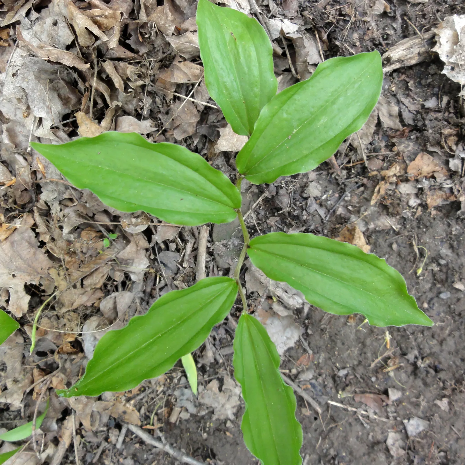 Solomon's Plume (Smilacina Racemosa) — it requires minimal care once established