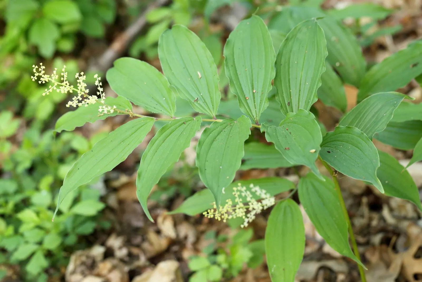 Solomon's Plume (Smilacina Racemosa) — Post-bloom, brilliant red berries adorn the plant, attracting wildlife; it requires minimal care once, image 103