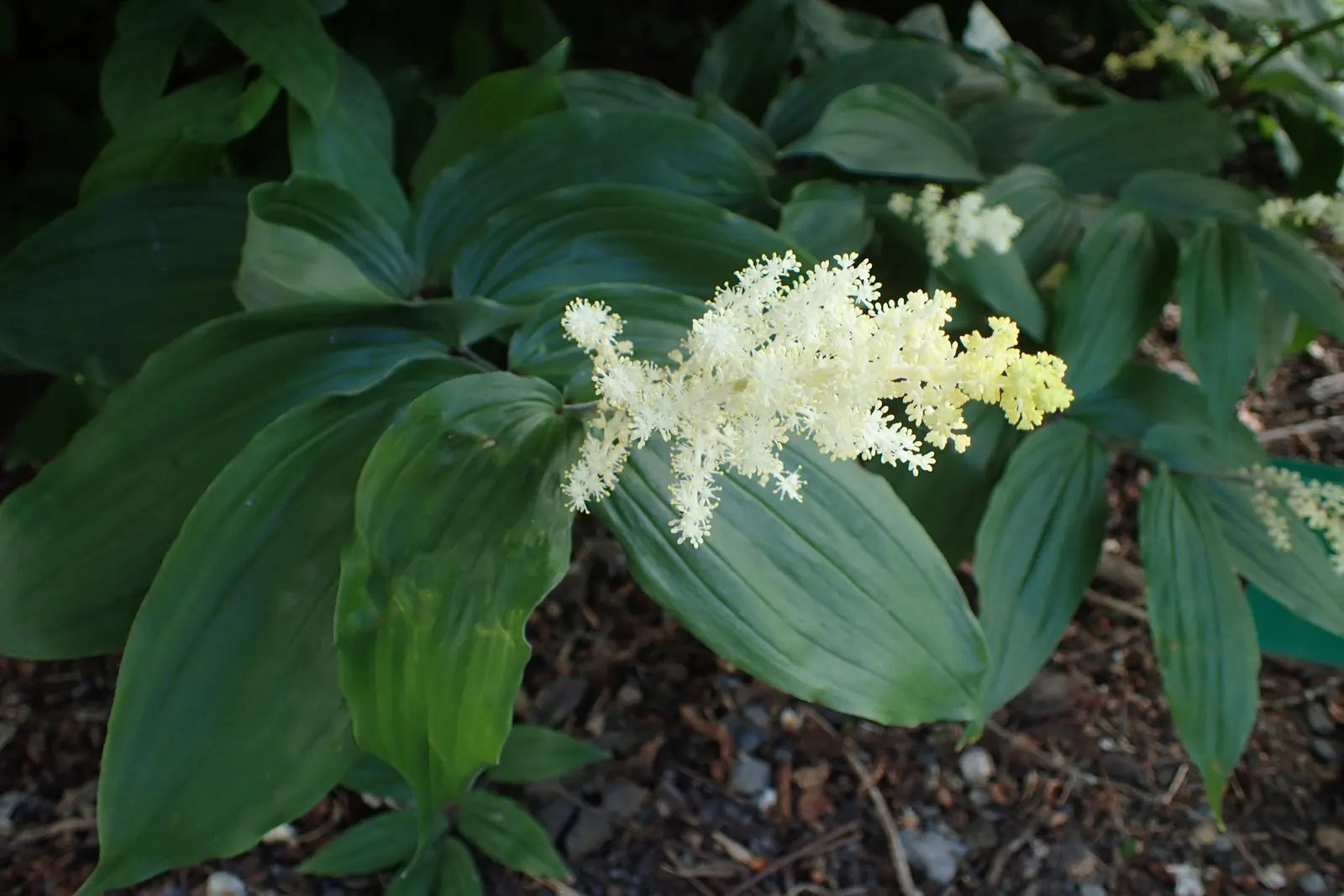 Solomon's Plume (Smilacina Racemosa) — Growing to a mature height of between 1.5 to 3 feet with a similar spread; it's a charming addition to, image 82