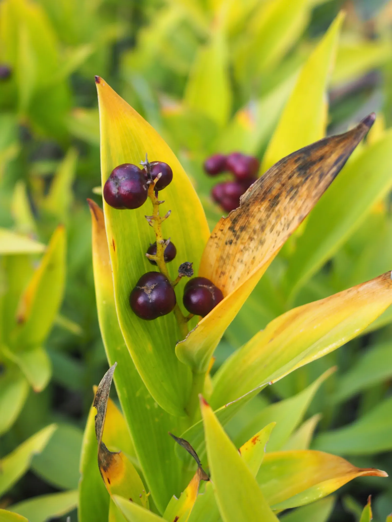 Solomon's Plume (Smilacina Racemosa) — These starry blooms are tightly clustered at the tips of the stems; ground cover / perennial with white, image 61