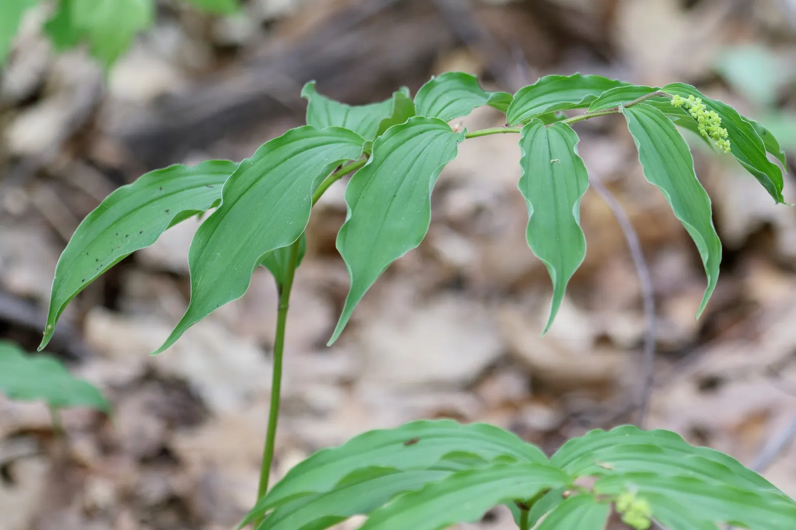 Solomon's Plume (Smilacina Racemosa) — white flowers in the garden; pointed leaves that can reach 3 to 6 inches in length, image 98