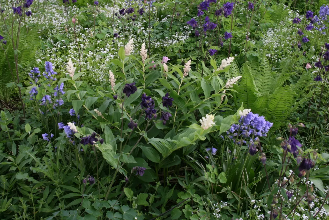 Solomon's Plume (Smilacina Racemosa) — it adds a delicate texture to shaded gardens with minimal maintenance; growing to a mature height of between, image 80