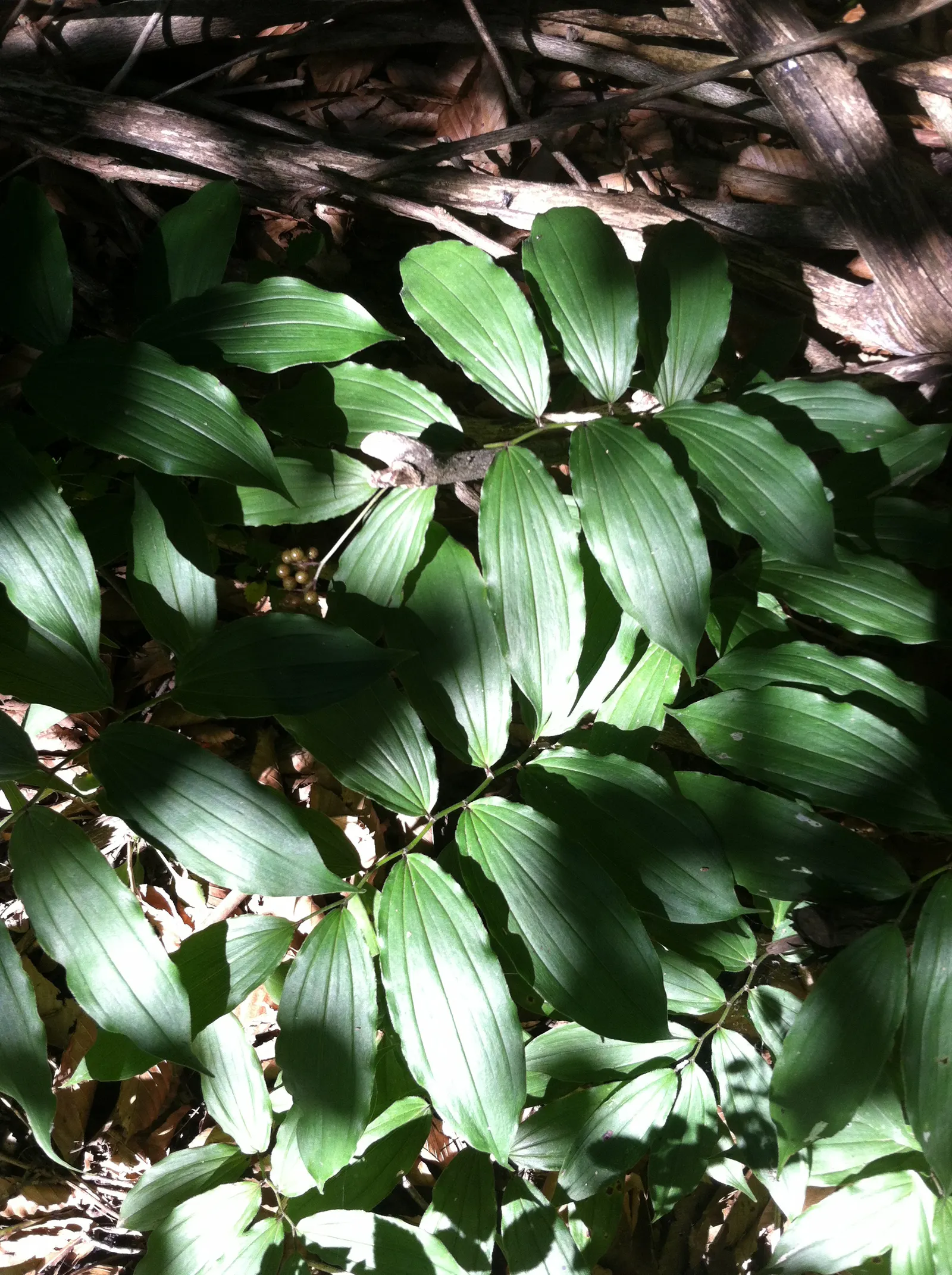 Solomon's Plume (Smilacina Racemosa) — scientifically known as Maianthemum racemosum (previously Smilacina racemosa); its foliage transforms into a, image 81