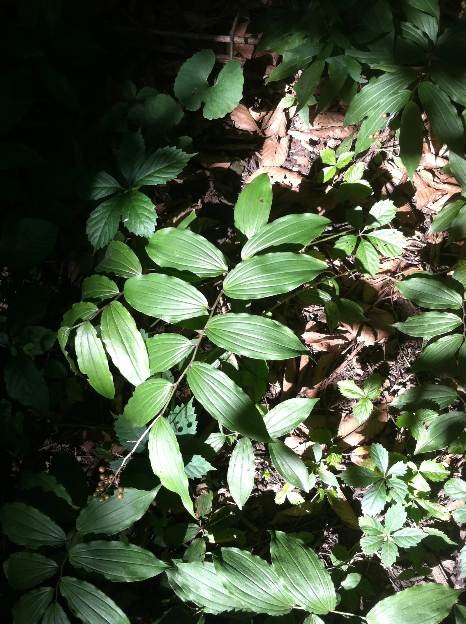 Solomon's Plume (Smilacina Racemosa) — Post-bloom, brilliant red berries adorn the plant, attracting wildlife; it requires minimal care once established