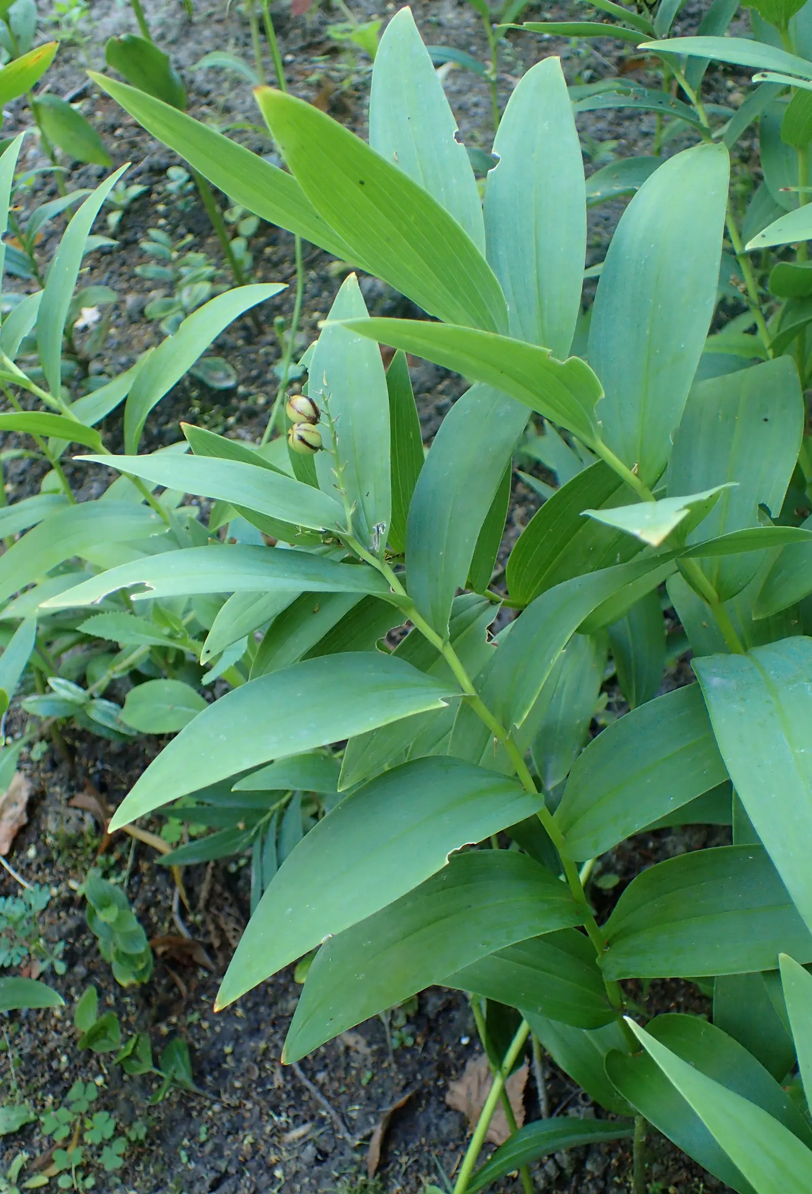 Solomon's Plume (Smilacina Racemosa) — its foliage transforms into a vibrant yellow; regular watering promotes optimal growth, especially during, image 89