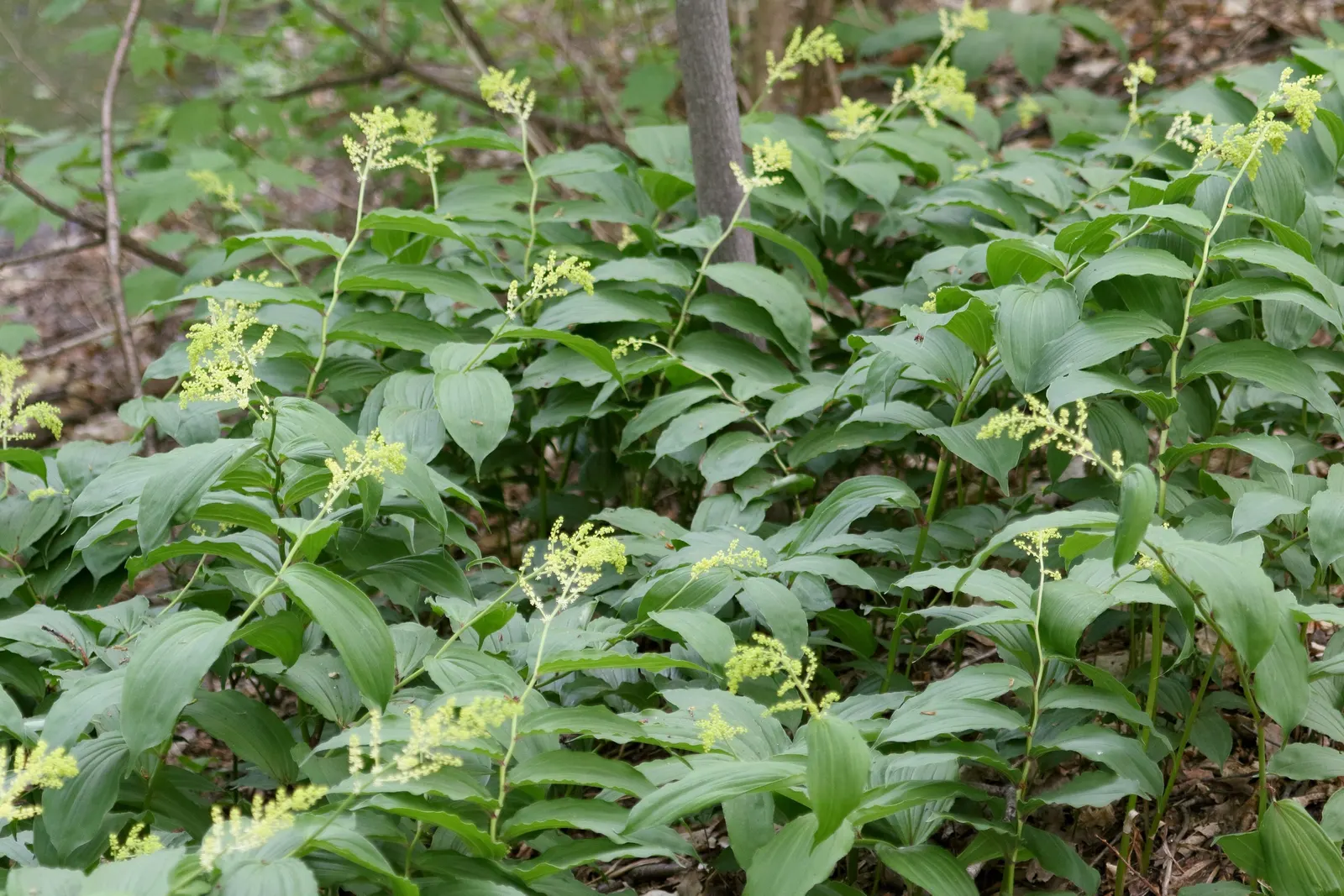 Solomon's Plume (Smilacina Racemosa) — As a low-maintenance plant