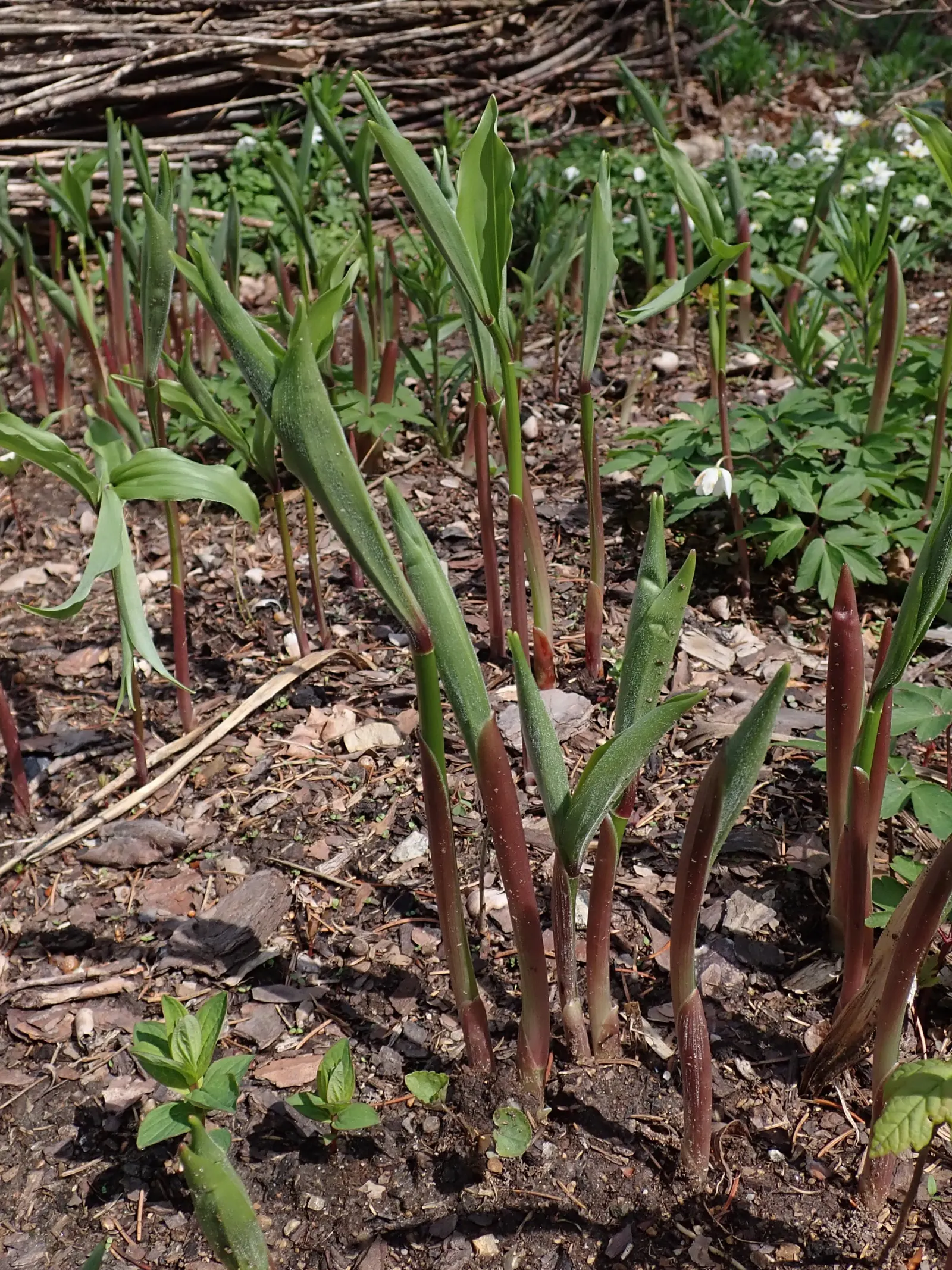 Solomon's Plume (Smilacina Racemosa) — airy texture to the planting scheme.<br><br>As autumn arrives, image 88