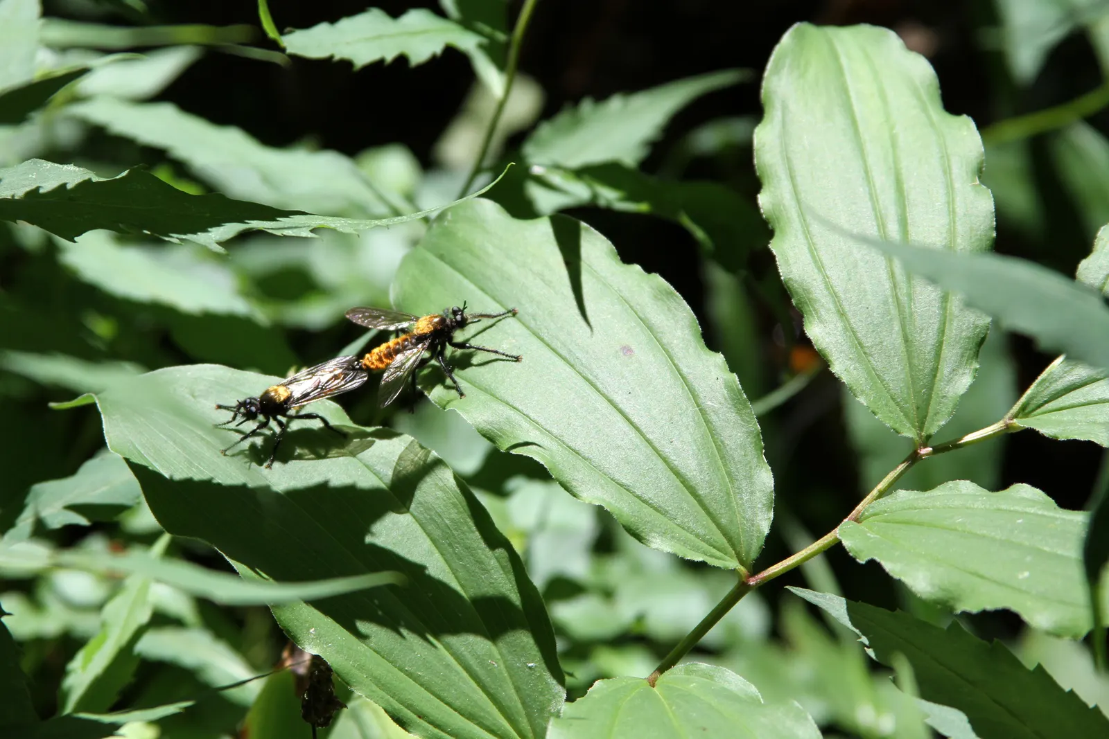 Solomon's Plume (Smilacina Racemosa) — its foliage transforms into a vibrant yellow