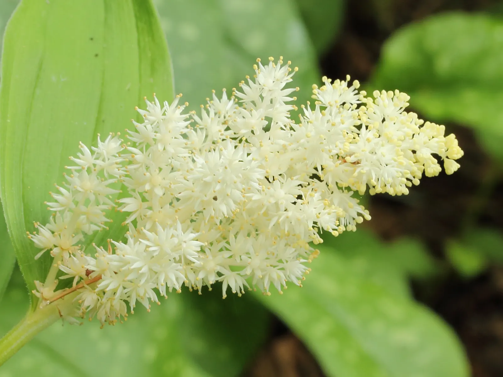 Solomon's Plume (Smilacina Racemosa) — scientifically known as Maianthemum racemosum (previously Smilacina racemosa); its foliage transforms into a, image 56