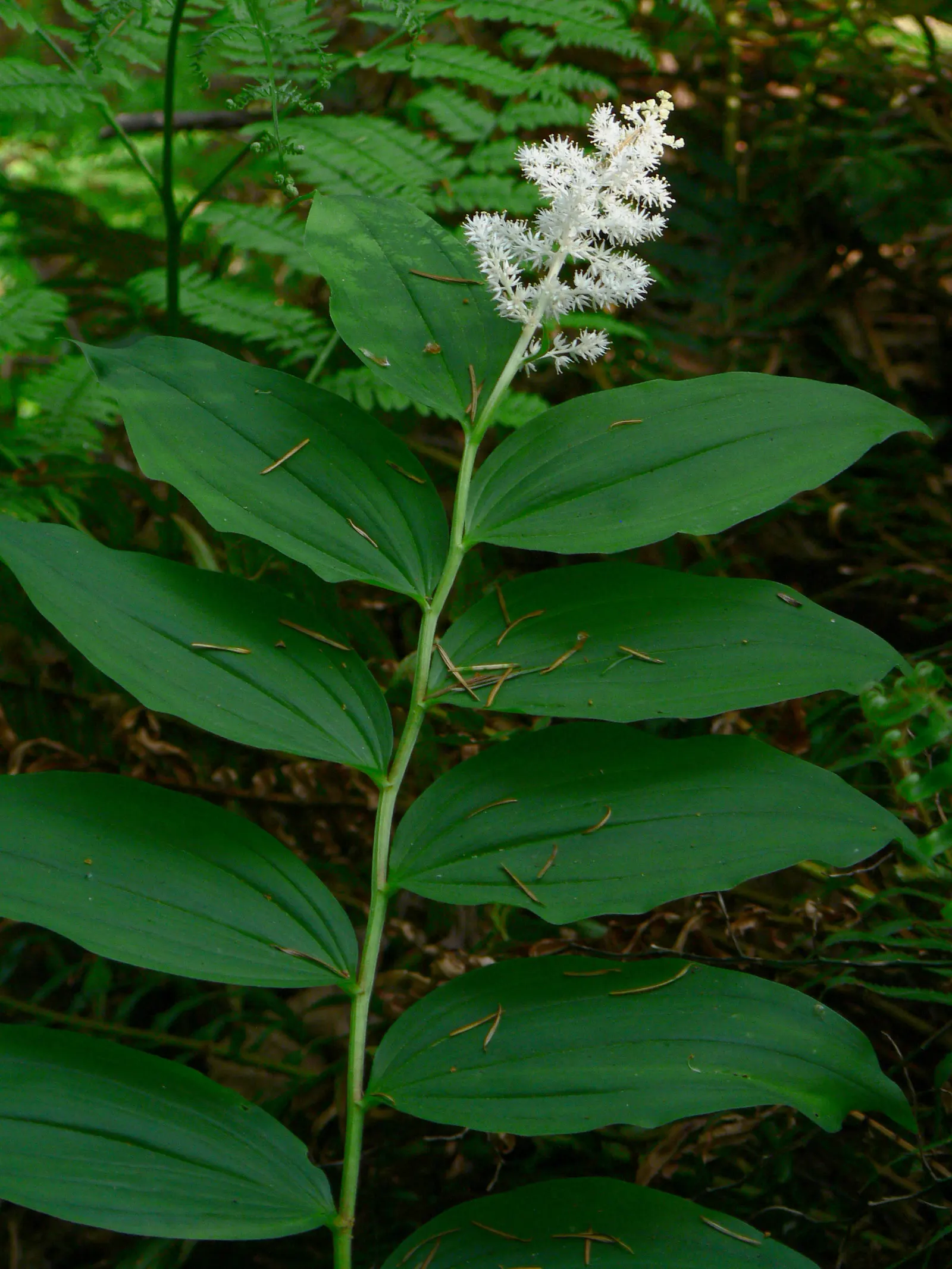 Solomon's Plume (Smilacina Racemosa) — It's a charming addition to woodland gardens; only needing a light layer of mulch for moisture retention and winter