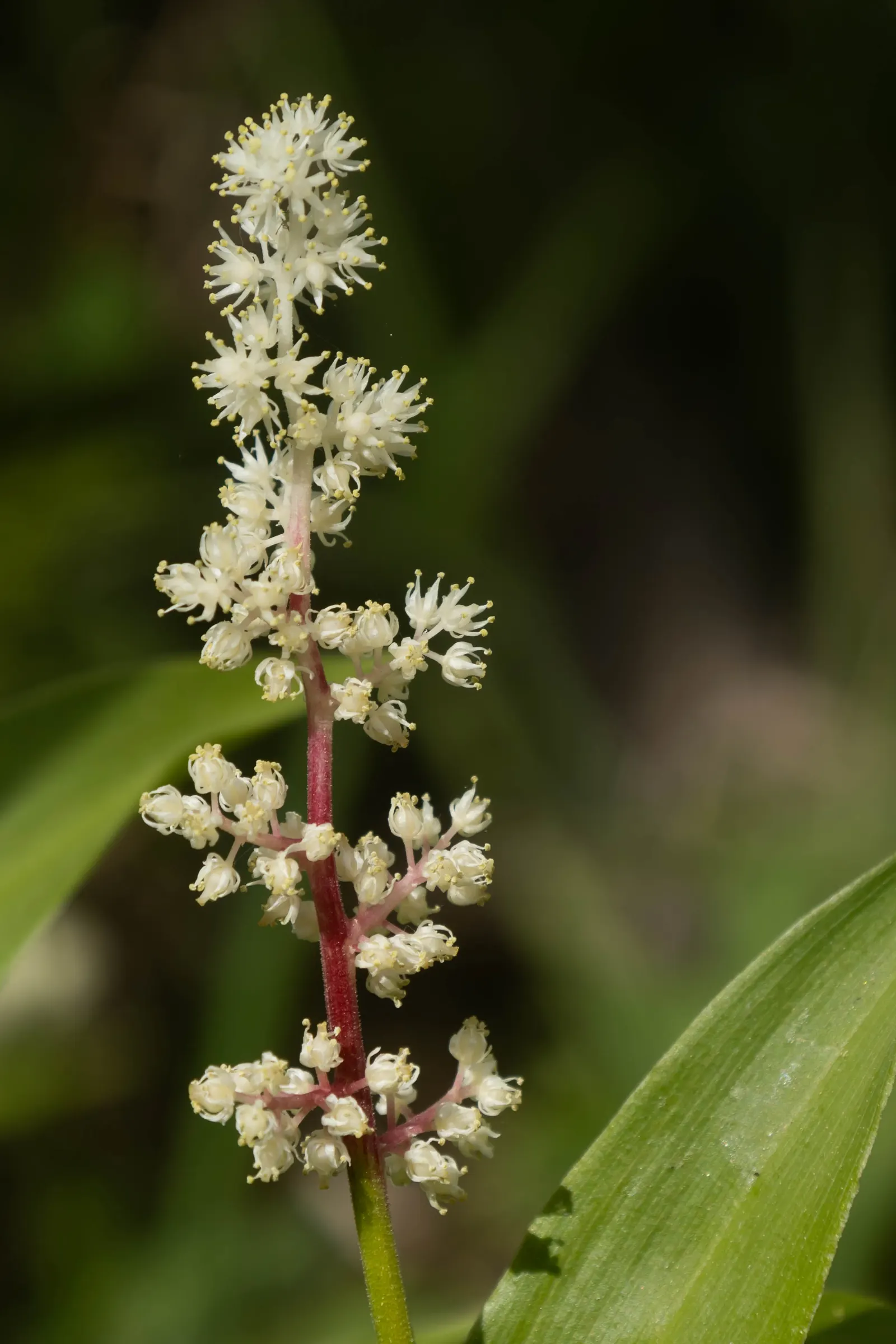 Solomon's Plume (Smilacina Racemosa) — feathery backdrop to other shade-loving perennials