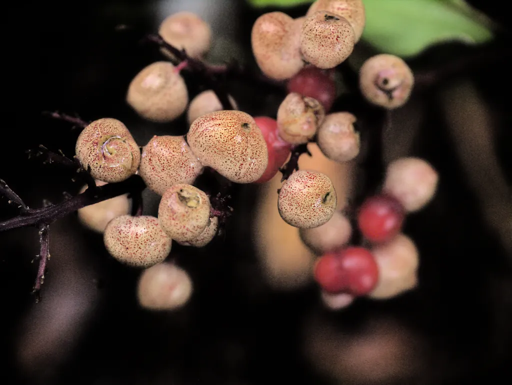 Solomon's Plume (Smilacina Racemosa) — ground cover / perennial for full or half or shade