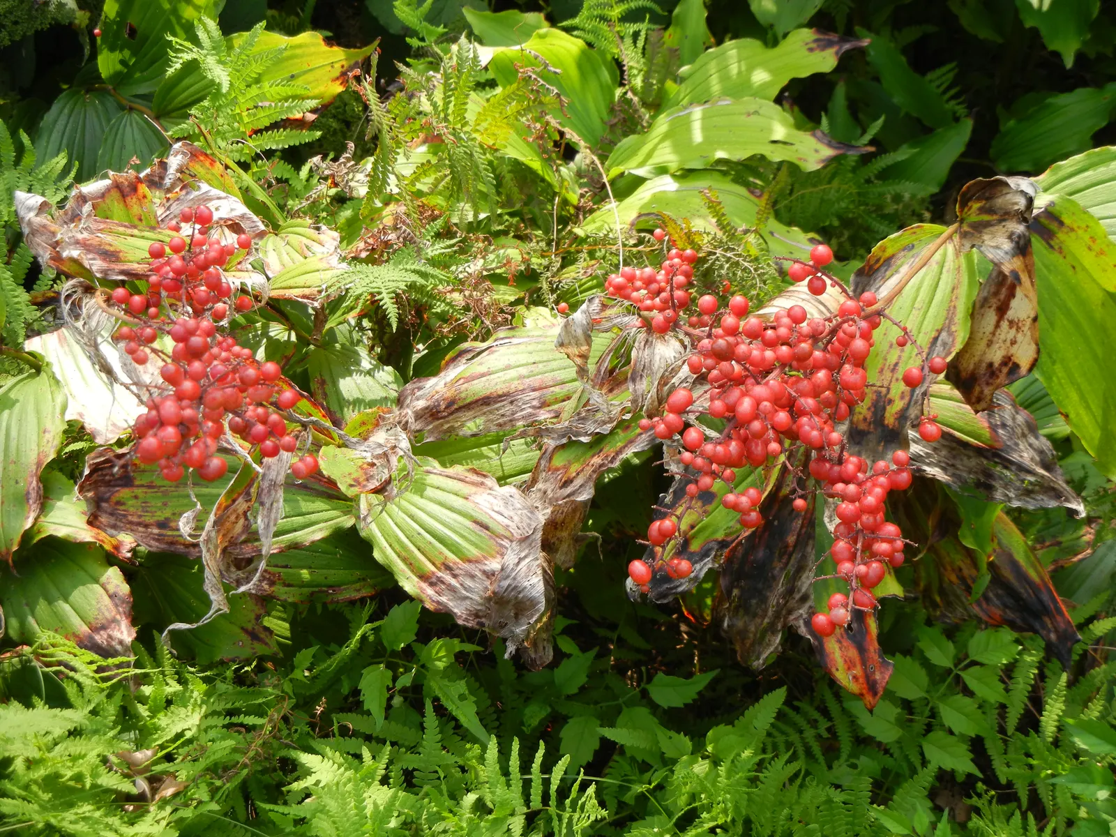 Solomon's Plume (Smilacina Racemosa) — feathery backdrop to other shade-loving perennials; from late spring to early summer, it graces gardens with, image 84
