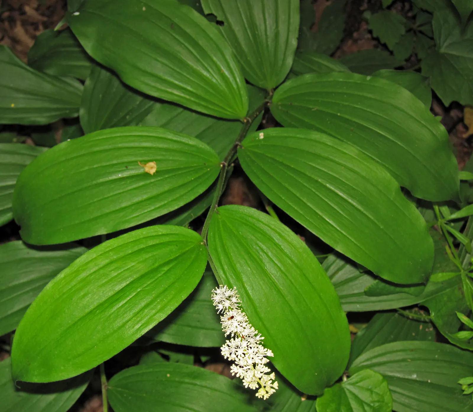 Solomon's Plume (Smilacina Racemosa) — while its flowers give way to pea-sized berries that turn from green to ruby red; a shade lover, it thrives, image 65