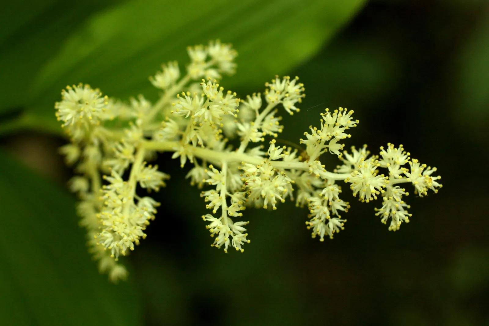 Solomon's Plume (Smilacina Racemosa) — forming feathery plumes of 4 to 6 inches in length that add a light
