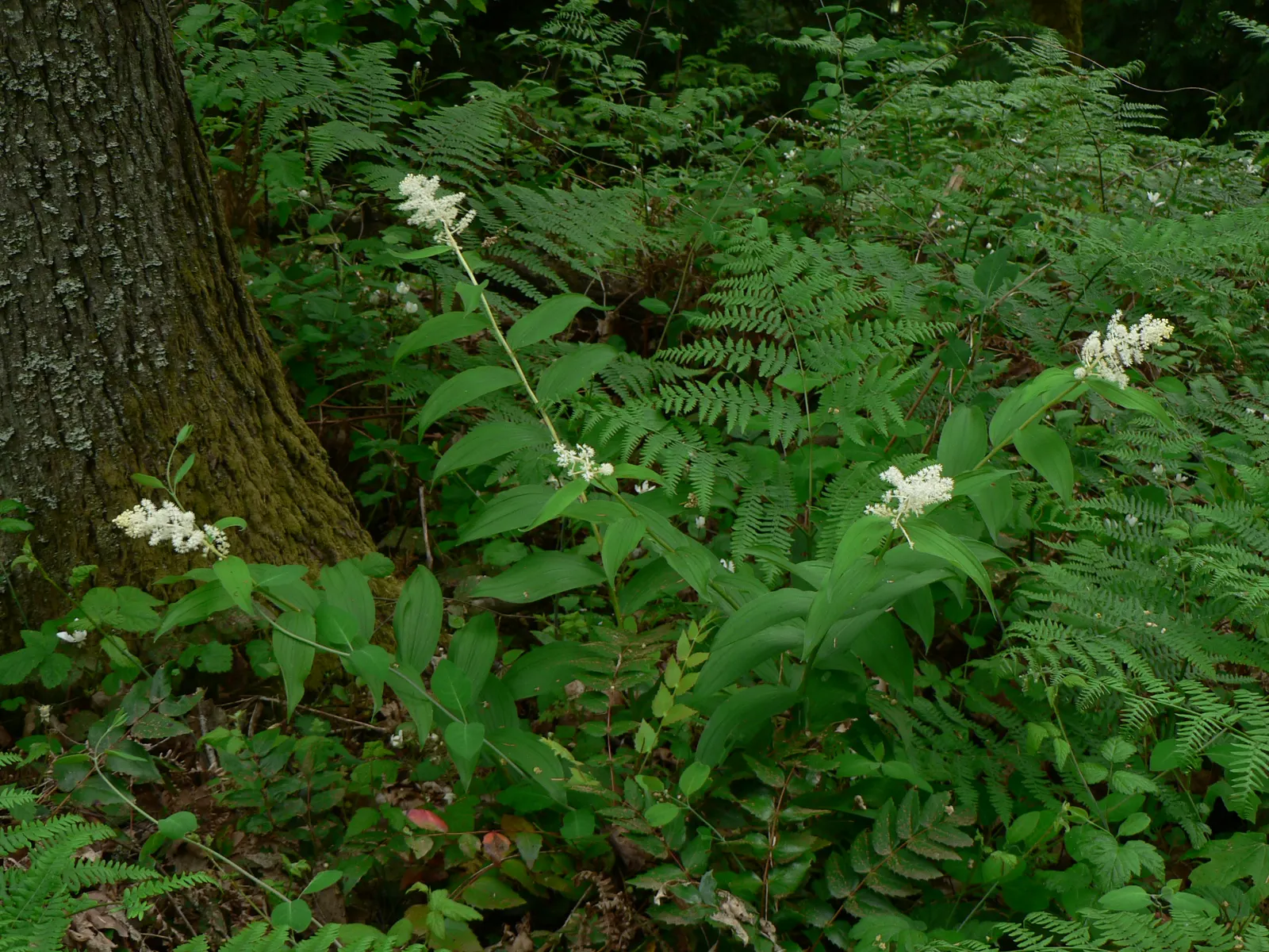 Solomon's Plume (Smilacina Racemosa) — These starry blooms are tightly clustered at the tips of the stems; ground cover / perennial with white, image 86
