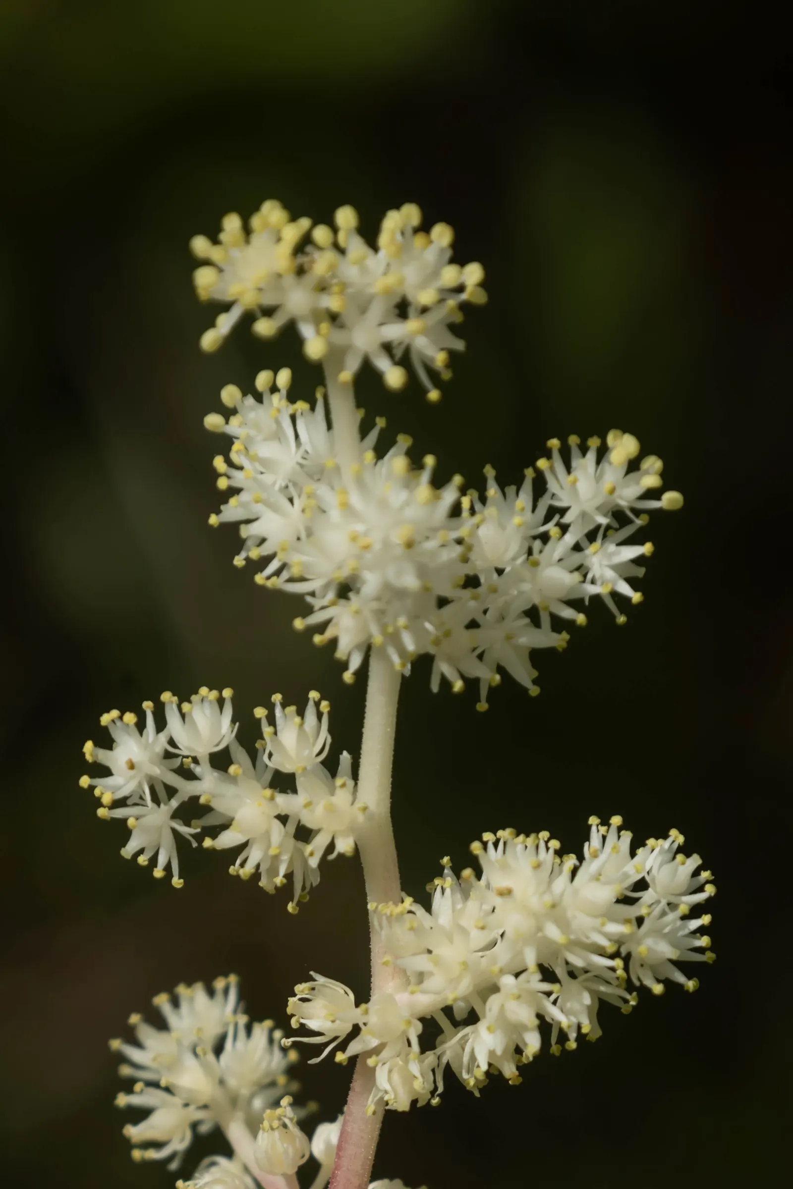 Solomon's Plume (Smilacina Racemosa) — airy texture to the planting scheme.<br><br>As autumn arrives, image 63