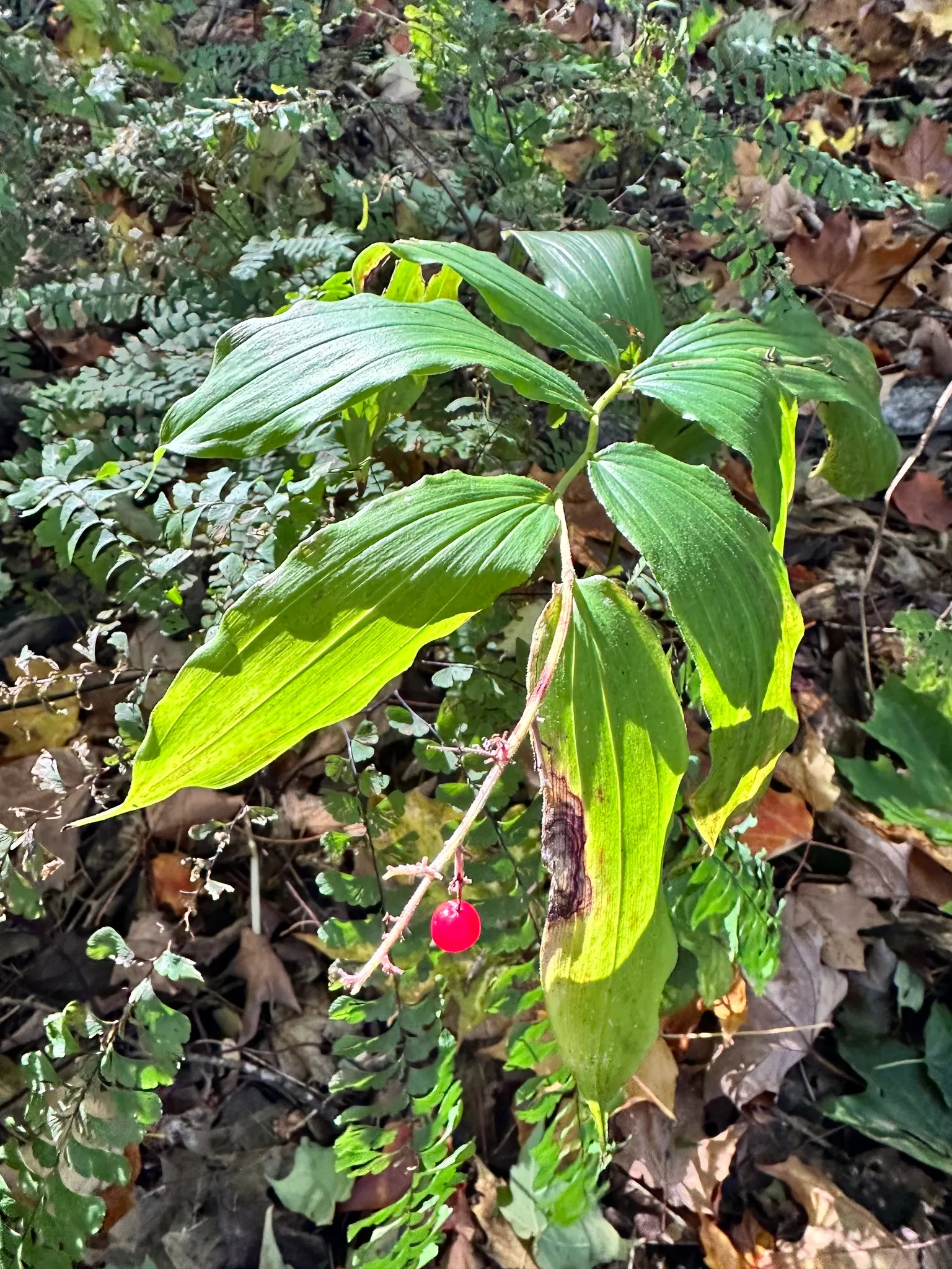 Solomon's Plume (Smilacina Racemosa) — it requires minimal care once established; white flowers in the garden, image 68