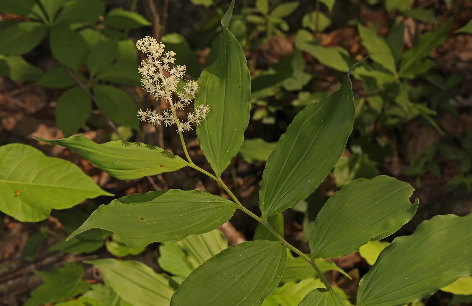 Solomon's Plume (Smilacina Racemosa) — ground cover / perennial with white blooms; while its flowers give way to pea-sized berries that turn from, image 74