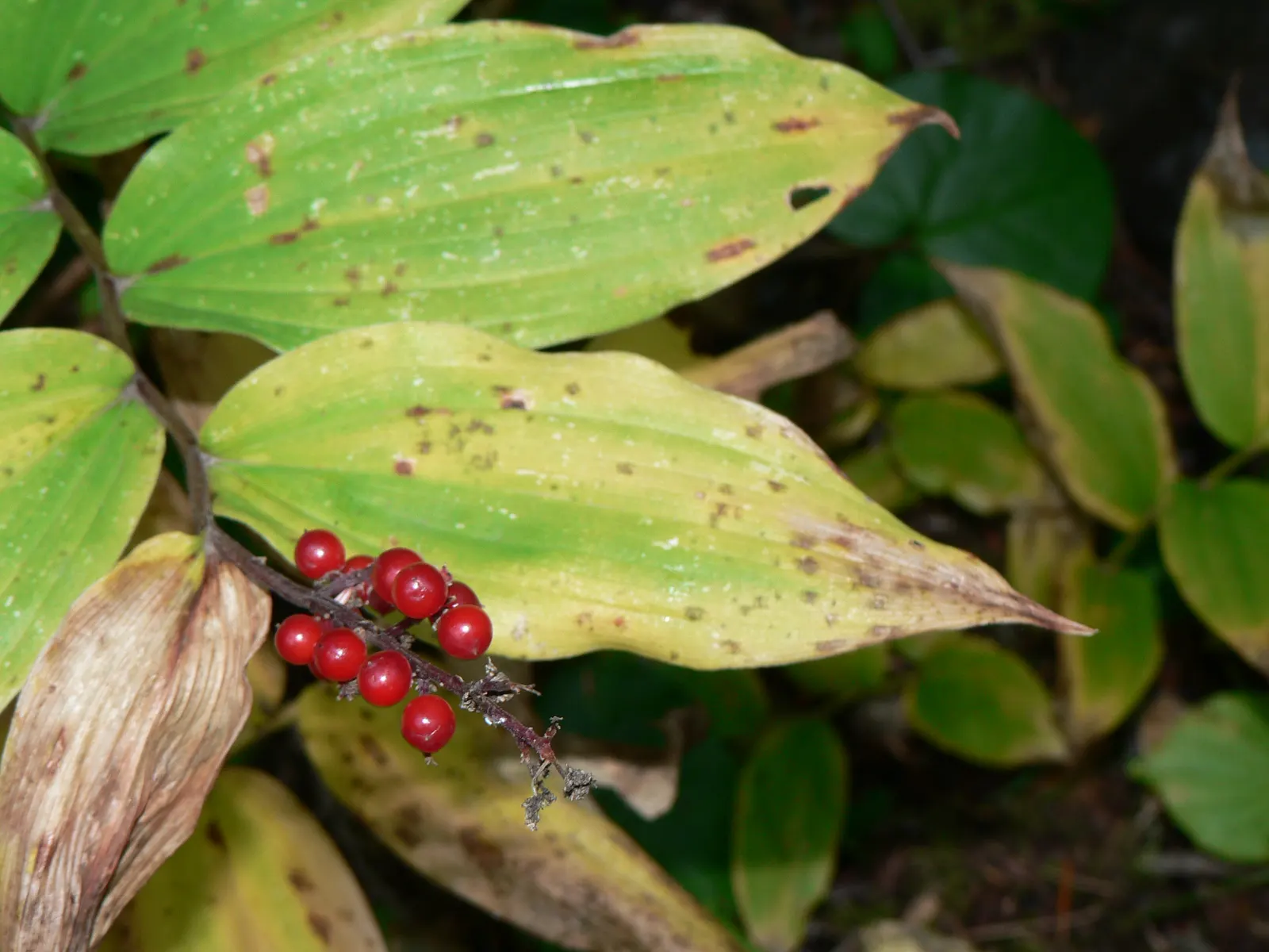 Solomon's Plume (Smilacina Racemosa) — As a low-maintenance plant; well-drained soil that retains moisture
