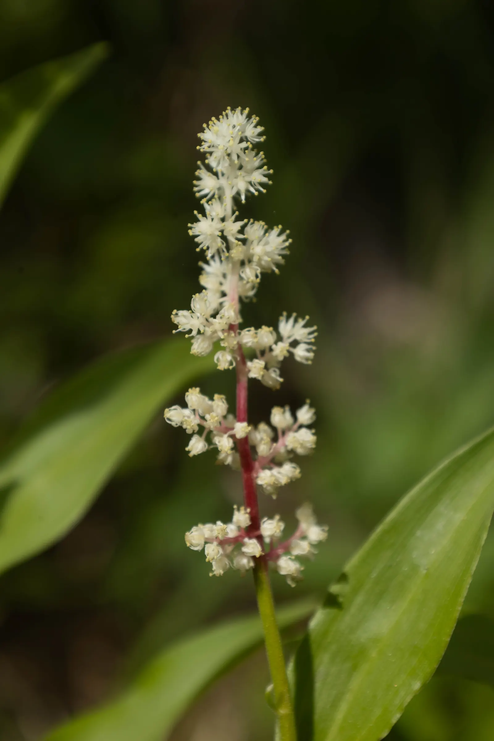 Solomon's Plume (Smilacina Racemosa) — As a low-maintenance plant; well-drained soil that retains moisture, image 92
