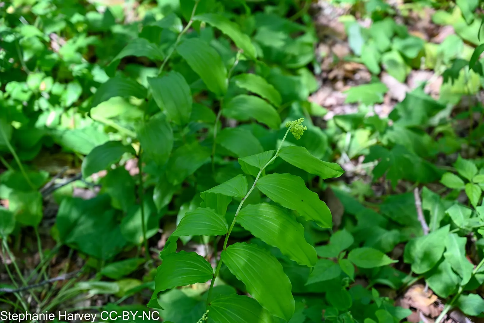 Solomon's Plume (Smilacina Racemosa) — pointed leaves that can reach 3 to 6 inches in length; post-bloom, brilliant red berries adorn the plant, attracting