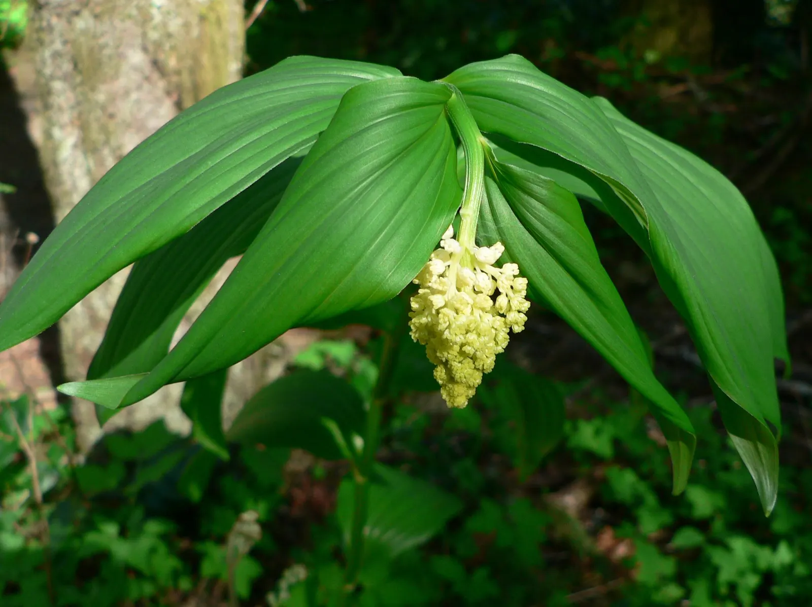 Solomon's Plume (Smilacina Racemosa) — A shade lover, it thrives in moist, well-drained soil, gradually forming lush colonies; these starry blooms, image 52