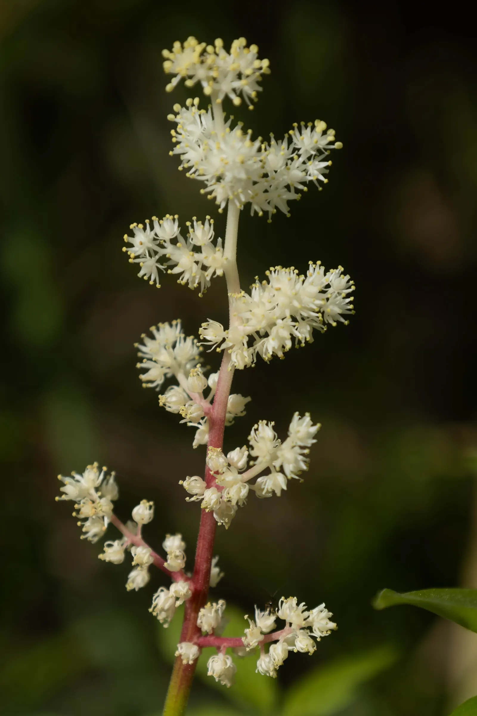 Solomon's Plume (Smilacina Racemosa) — white flowers in the garden; pointed leaves that can reach 3 to 6 inches in length, image 73