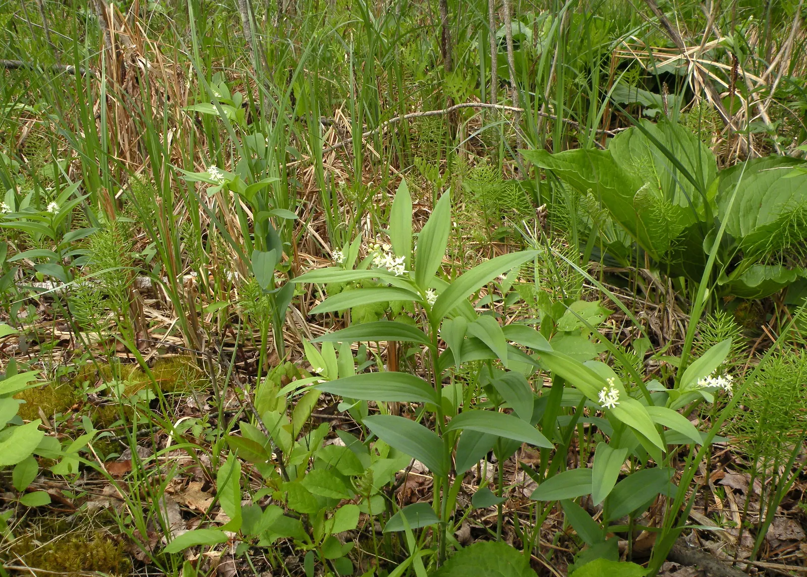 Solomon's Plume (Smilacina Racemosa) — while its flowers give way to pea-sized berries that turn from green to ruby red; a shade lover, it thrives in moist