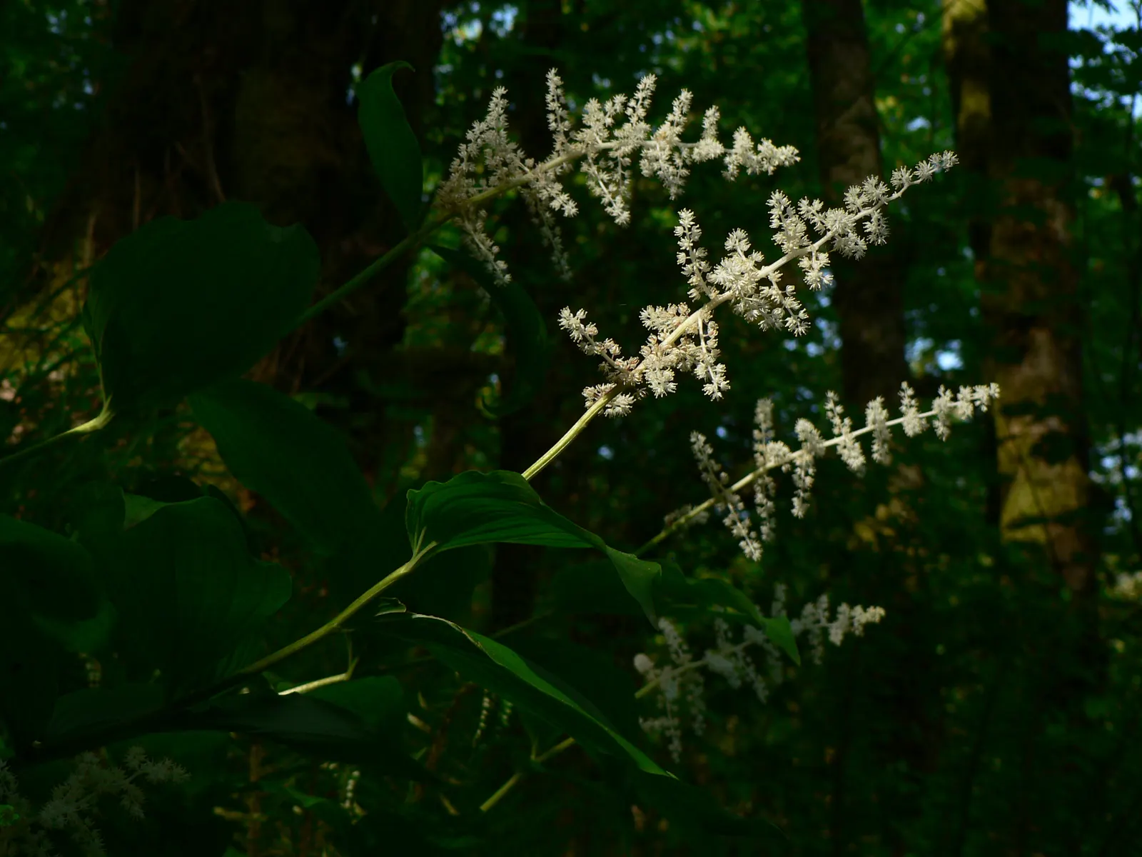 Solomon's Plume (Smilacina Racemosa) — ground cover / perennial for full or half or shade; especially when planted en masse for a serene, image 75