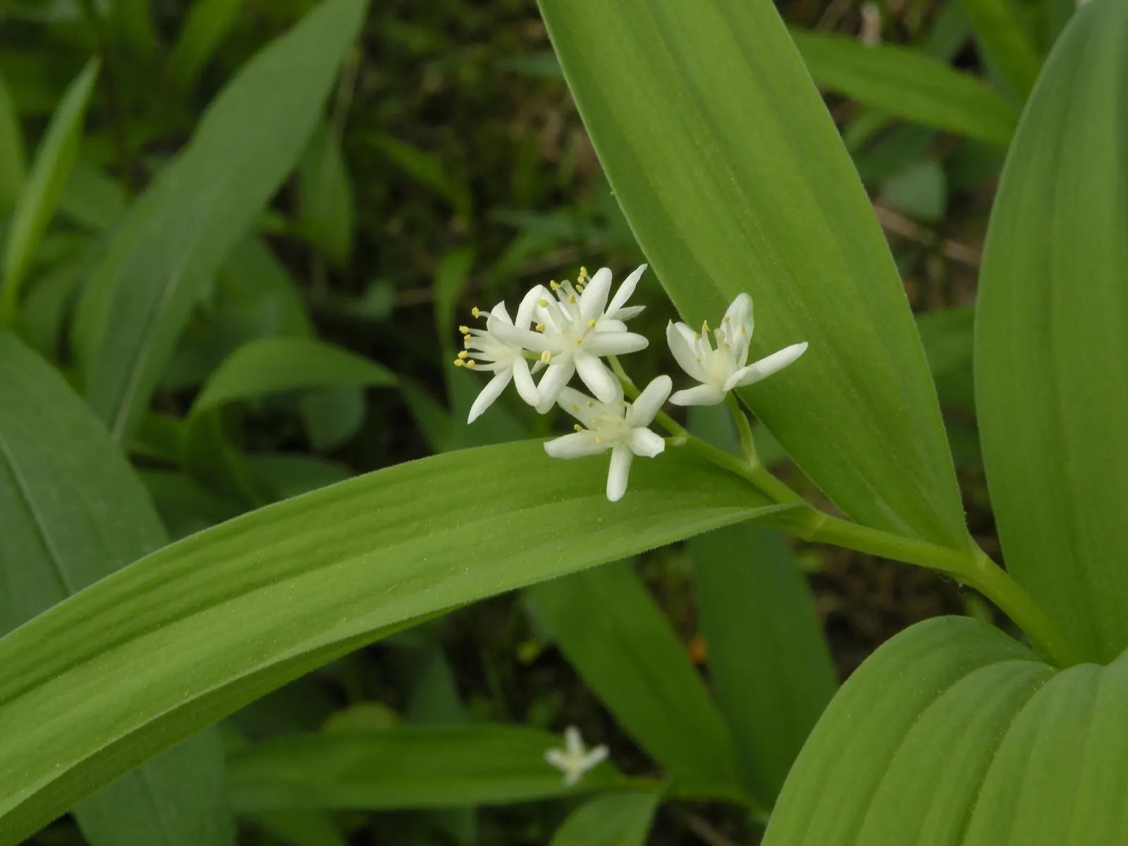 Solomon's Plume (Smilacina Racemosa) — It's a charming addition to woodland gardens