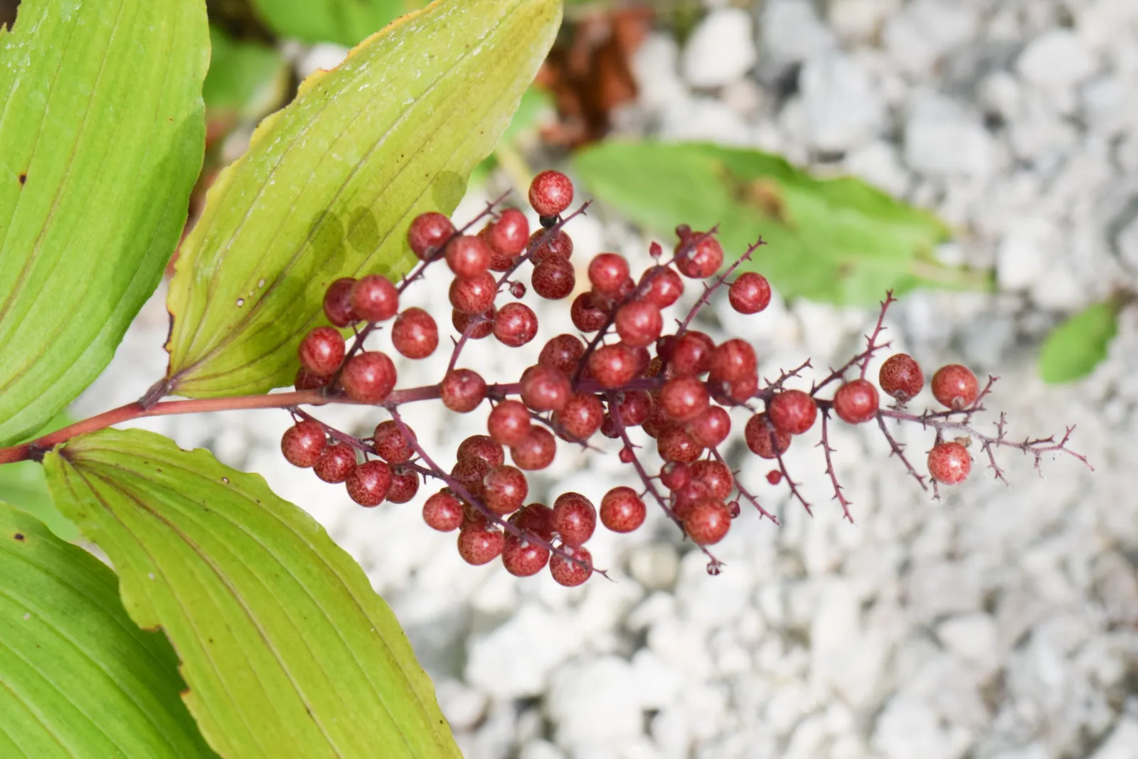 Solomon's Plume (Smilacina Racemosa) — Growing to a mature height of between 1.5 to 3 feet with a similar spread; it's a charming addition to, image 107