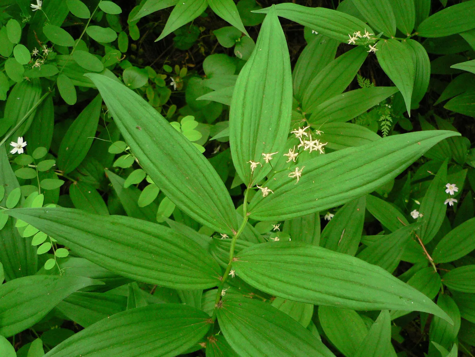 Solomon's Plume (Smilacina Racemosa) — it adds a delicate texture to shaded gardens with minimal maintenance; growing to a mature height of between 1.5 to 3